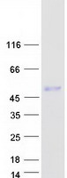 PDLIM7 / Enigma Protein - Purified recombinant protein PDLIM7 was analyzed by SDS-PAGE gel and Coomassie Blue Staining