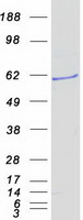 PDP1 Protein - Purified recombinant protein PDP1 was analyzed by SDS-PAGE gel and Coomassie Blue Staining