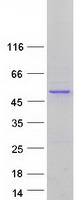 PDP2 Protein - Purified recombinant protein PDP2 was analyzed by SDS-PAGE gel and Coomassie Blue Staining