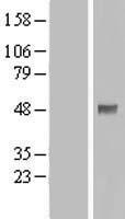 PDPK1 / PDK1 Protein - Western validation with an anti-DDK antibody * L: Control HEK293 lysate R: Over-expression lysate