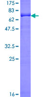 PDPK1 / PDK1 Protein - 12.5% SDS-PAGE of human PDPK1 stained with Coomassie Blue