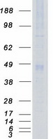 PDPK1 / PDK1 Protein - Purified recombinant protein PDPK1 was analyzed by SDS-PAGE gel and Coomassie Blue Staining