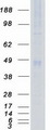 PDPK1 / PDK1 Protein - Purified recombinant protein PDPK1 was analyzed by SDS-PAGE gel and Coomassie Blue Staining