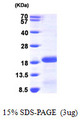 PDRG1 Protein