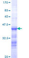 PDS5B / AS3 Protein - 12.5% SDS-PAGE Stained with Coomassie Blue.