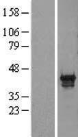 PDX1 Protein - Western validation with an anti-DDK antibody * L: Control HEK293 lysate R: Over-expression lysate