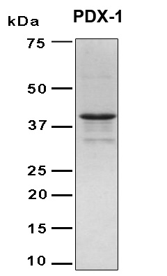 PDX1 Protein