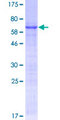 PDX1 Protein - 12.5% SDS-PAGE of human PDX1 stained with Coomassie Blue