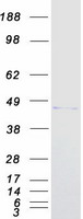 PDX1 Protein - Purified recombinant protein PDX1 was analyzed by SDS-PAGE gel and Coomassie Blue Staining