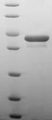 PDXK / PNK Protein - (Tris-Glycine gel) Discontinuous SDS-PAGE (reduced) with 5% enrichment gel and 15% separation gel.