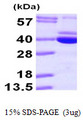 PDXK / PNK Protein