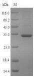 PDXP / Pyridoxal Phosphatase Protein - (Tris-Glycine gel) Discontinuous SDS-PAGE (reduced) with 5% enrichment gel and 15% separation gel.