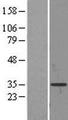 PDYN / ProDynorphin Protein - Western validation with an anti-DDK antibody * L: Control HEK293 lysate R: Over-expression lysate