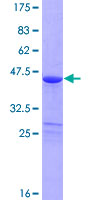 PDZD11 / PISP Protein - 12.5% SDS-PAGE of human PDZD11 stained with Coomassie Blue