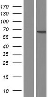 PDZD3 Protein - Western validation with an anti-DDK antibody * L: Control HEK293 lysate R: Over-expression lysate