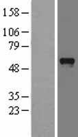 PDZD3 Protein - Western validation with an anti-DDK antibody * L: Control HEK293 lysate R: Over-expression lysate