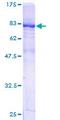 PDZD3 Protein - 12.5% SDS-PAGE of human PDZK2 stained with Coomassie Blue