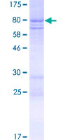 PDZD7 Protein - 12.5% SDS-PAGE of human PDZD7 stained with Coomassie Blue