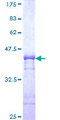 PDZD8 Protein - 12.5% SDS-PAGE Stained with Coomassie Blue.