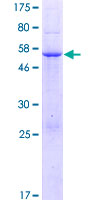 PDZD9 Protein - 12.5% SDS-PAGE of human C16orf65 stained with Coomassie Blue