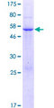 PDZD9 Protein - 12.5% SDS-PAGE of human C16orf65 stained with Coomassie Blue