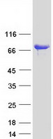 PDZK1 Protein - Purified recombinant protein PDZK1 was analyzed by SDS-PAGE gel and Coomassie Blue Staining
