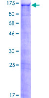 PDZRN3 Protein - 12.5% SDS-PAGE of human PDZRN3 stained with Coomassie Blue