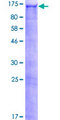PDZRN3 Protein - 12.5% SDS-PAGE of human PDZRN3 stained with Coomassie Blue