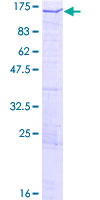 PDZRN4 Protein - 12.5% SDS-PAGE of human PDZRN4 stained with Coomassie Blue