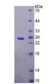 PEBP1 / RKIP Protein - Recombinant  Phosphatidylethanolamine Binding Protein 1 By SDS-PAGE