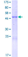 PEBP4 Protein - 12.5% SDS-PAGE of human PEBP4 stained with Coomassie Blue