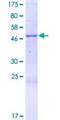 PEBP4 Protein - 12.5% SDS-PAGE of human PEBP4 stained with Coomassie Blue