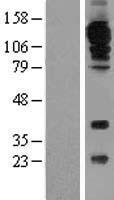 PECAM-1 / CD31 Protein - Western validation with an anti-DDK antibody * L: Control HEK293 lysate R: Over-expression lysate