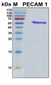 PECAM-1 / CD31 Protein - SDS-PAGE under reducing conditions and visualized by Coomassie blue staining
