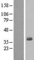 PEG1 / MEST Protein - Western validation with an anti-DDK antibody * L: Control HEK293 lysate R: Over-expression lysate