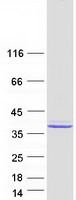 PEG1 / MEST Protein - Purified recombinant protein MEST was analyzed by SDS-PAGE gel and Coomassie Blue Staining