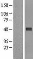 PELI1 / Pellino 1 Protein - Western validation with an anti-DDK antibody * L: Control HEK293 lysate R: Over-expression lysate
