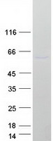PELI1 / Pellino 1 Protein - Purified recombinant protein PELI1 was analyzed by SDS-PAGE gel and Coomassie Blue Staining