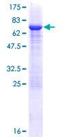 PELI2 / Pellino 2 Protein - 12.5% SDS-PAGE of human PELI2 stained with Coomassie Blue