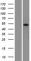 PELI3 / Pellino 3 Protein - Western validation with an anti-DDK antibody * L: Control HEK293 lysate R: Over-expression lysate