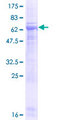 PELI3 / Pellino 3 Protein - 12.5% SDS-PAGE of human PELI3 stained with Coomassie Blue