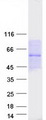 PELI3 / Pellino 3 Protein - Purified recombinant protein PELI3 was analyzed by SDS-PAGE gel and Coomassie Blue Staining