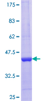 PELO Protein - 12.5% SDS-PAGE Stained with Coomassie Blue.