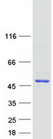 PELO Protein - Purified recombinant protein PELO was analyzed by SDS-PAGE gel and Coomassie Blue Staining