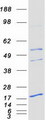 PEMT Protein - Purified recombinant protein PEMT was analyzed by SDS-PAGE gel and Coomassie Blue Staining