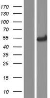 PEPD / PROLIDASE Protein - Western validation with an anti-DDK antibody * L: Control HEK293 lysate R: Over-expression lysate