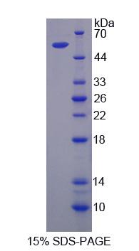 PEPD / PROLIDASE Protein - Recombinant  Peptidase D By SDS-PAGE