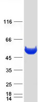 PEPD / PROLIDASE Protein - Purified recombinant protein PEPD was analyzed by SDS-PAGE gel and Coomassie Blue Staining