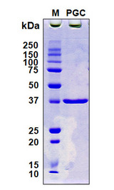 Pepsinogen II Protein - SDS-PAGE under reducing conditions and visualized by Coomassie blue staining