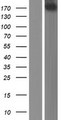 PER1 Protein - Western validation with an anti-DDK antibody * L: Control HEK293 lysate R: Over-expression lysate